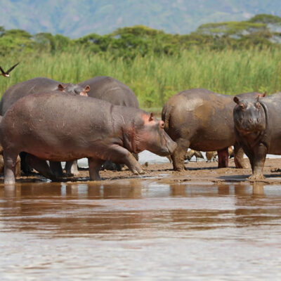 3-Day Burundi Bujumbura City & Rusizi National Park Safari