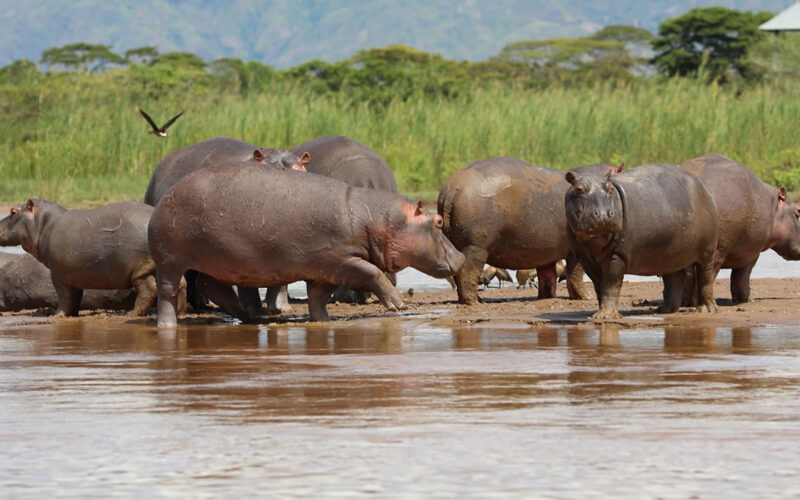 3-Day Burundi Bujumbura City & Rusizi National Park Safari 3-Day Burundi Bujumbura City & Rusizi National Park Safari