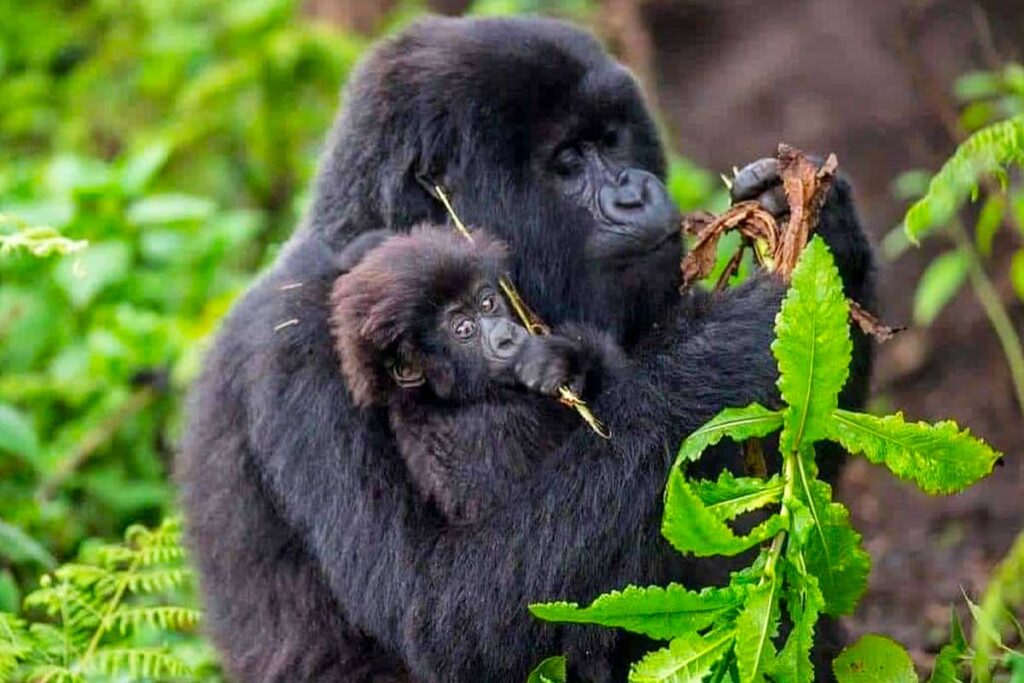 3-Day Rwanda Gorilla Trekking Tour
