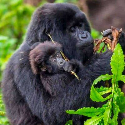 3 Days Bwindi Gorilla Trekking Safari 3 Days Bwindi Gorilla Trekking Safari