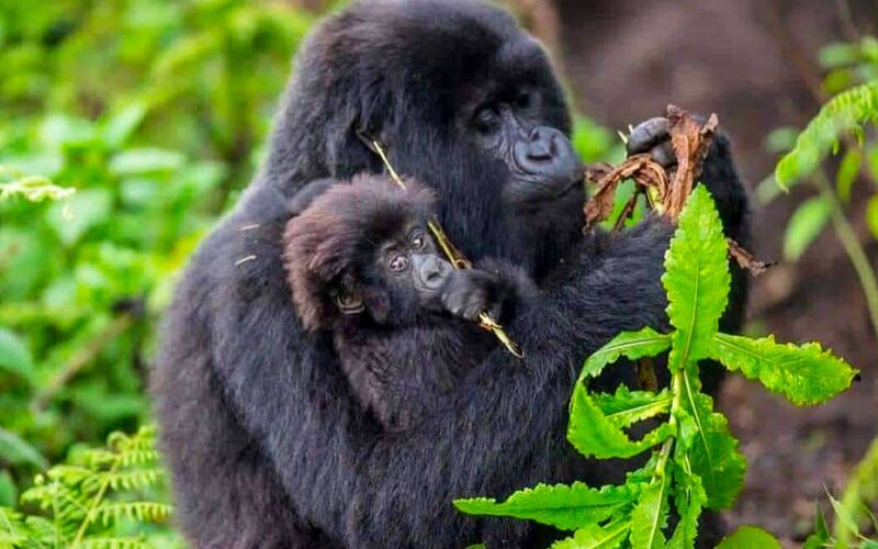 3 Days Bwindi Gorilla Trekking Safari 3 Days Bwindi Gorilla Trekking Safari