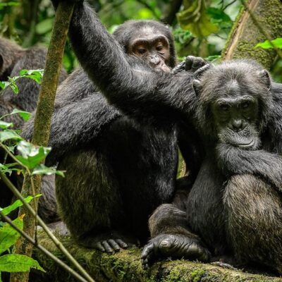 4-Day Chimpanzee Tracking Tour