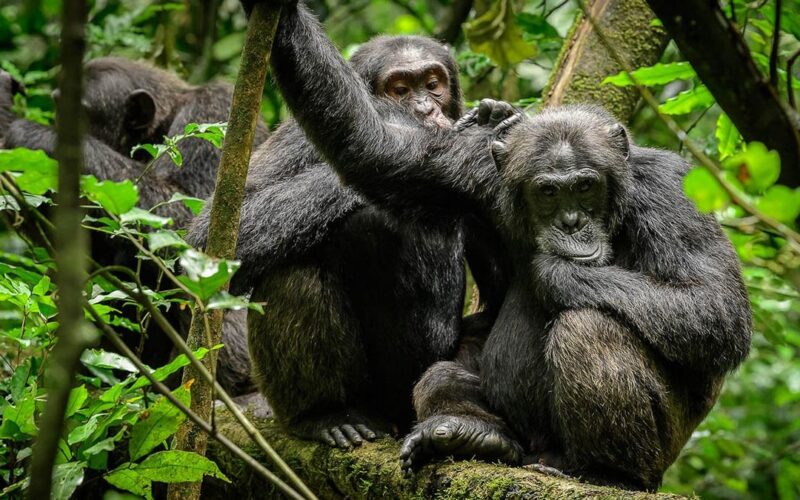 4-Day Chimpanzee Tracking Tour 4-Day Chimpanzee Tracking Tour