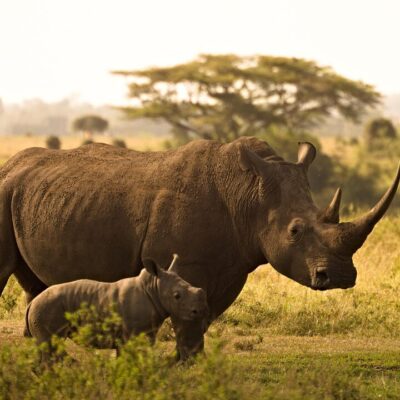 5-Day Kenya Wildlife Budget Safari