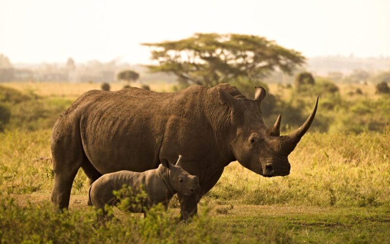 5-Day Kenya Wildlife Budget Safari 5-Day Kenya Wildlife Budget Safari