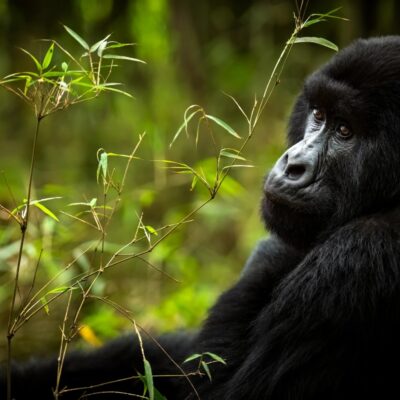 5-Day Rwanda Gorilla Trekking & Lake Kivu Tour 5-Day Rwanda Gorilla Trekking & Lake Kivu Tour