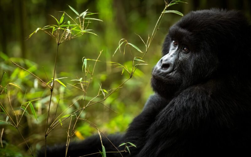 5-Day Rwanda Gorilla Trekking & Lake Kivu Tour 5-Day Rwanda Gorilla Trekking & Lake Kivu Tour