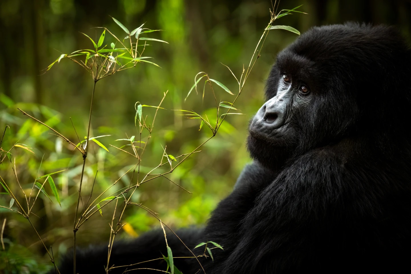 5-Day Rwanda Gorilla Trekking & Lake Kivu Tour
