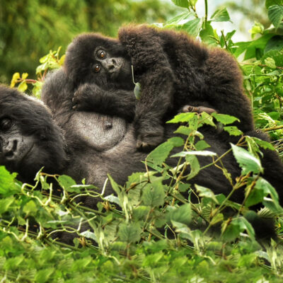 5 Days Rwanda BIG APES Safari 5 Days Rwanda BIG APES Safari