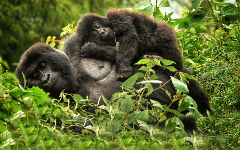5 Days Rwanda BIG APES Safari 5 Days Rwanda BIG APES Safari