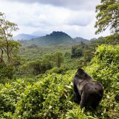 5 Days Uganda Primate Tracking Safari 5 Days Uganda Primate Tracking Safari