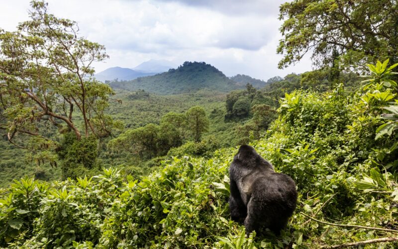 5 Days Uganda Primate Tracking Safari 5 Days Uganda Primate Tracking Safari