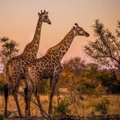 6-Day Majestic Tanzania Wildlife Luxury Safari 6-Day Majestic Tanzania Wildlife Luxury Safari