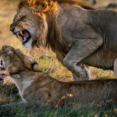 6-Day Roaring Kenya Mid-Range Safari