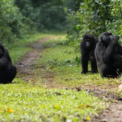 7 Days Rwanda Wildlife & Uganda Gorilla Habituation Safari 7 Days Rwanda Wildlife & Uganda Gorilla Habituation Safari
