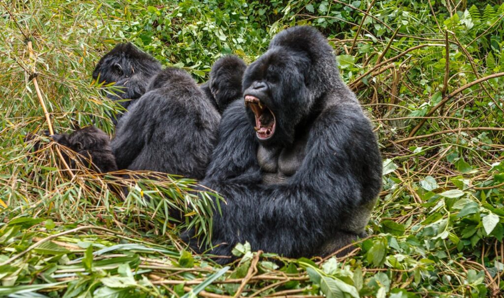 Gorilla Families in Rushaaga