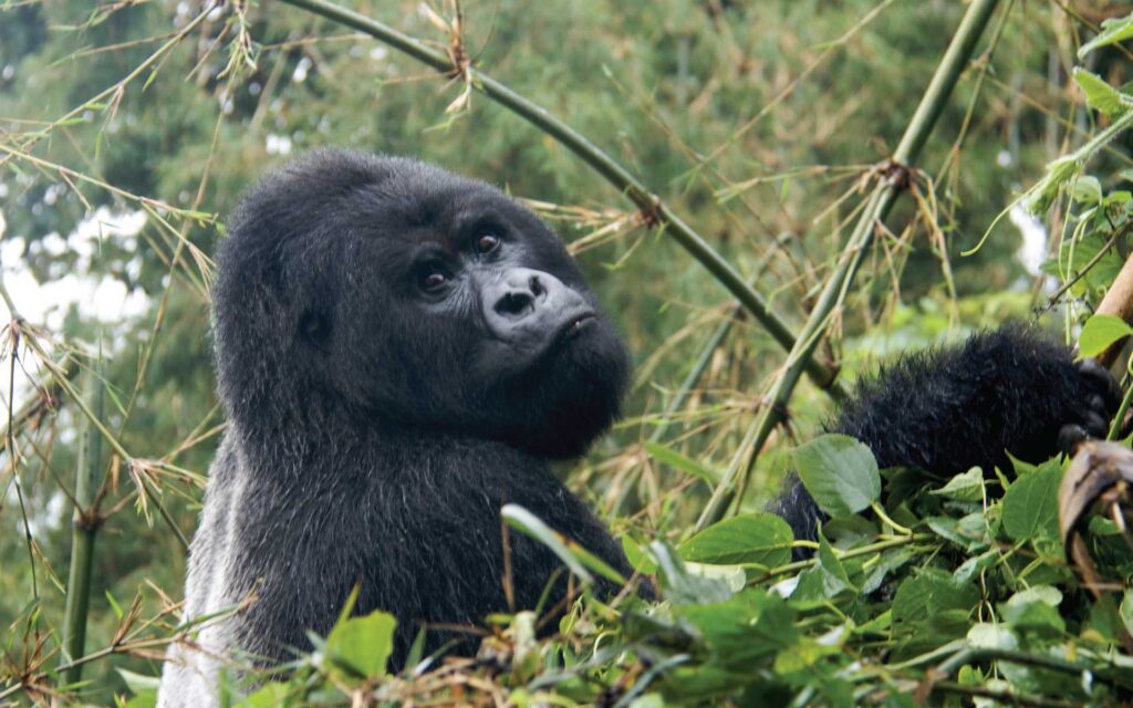 Rwanda Primates Dian Fossey Hike