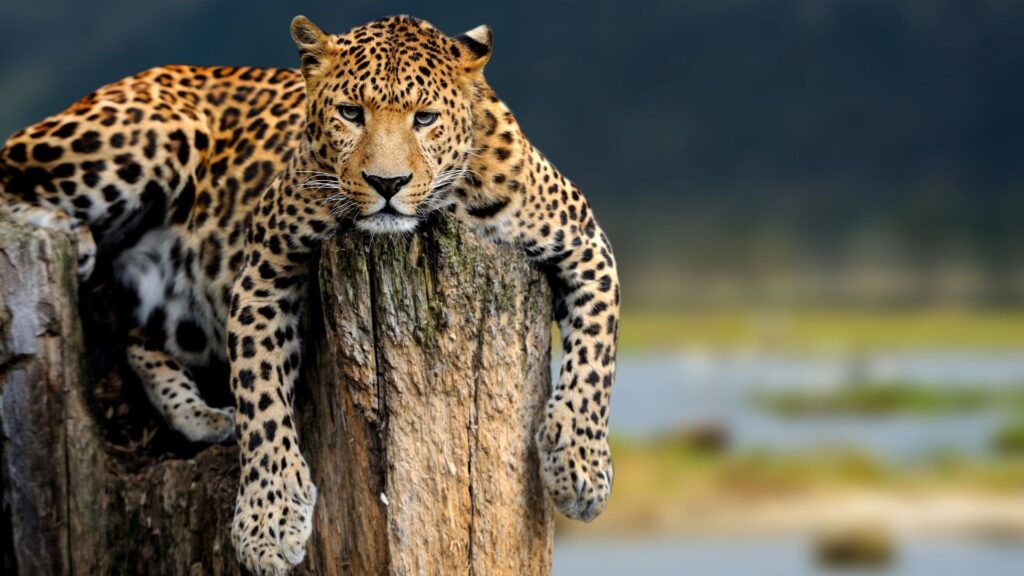 Tanzania Wildlife Safaris