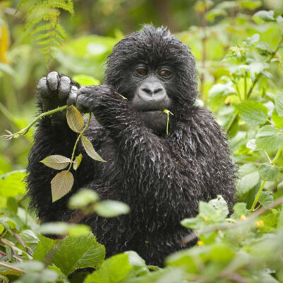 7-Day Rwanda Gorilla Tour and Wildlife Safari 7-Day Rwanda Gorilla Tour and Wildlife Safari