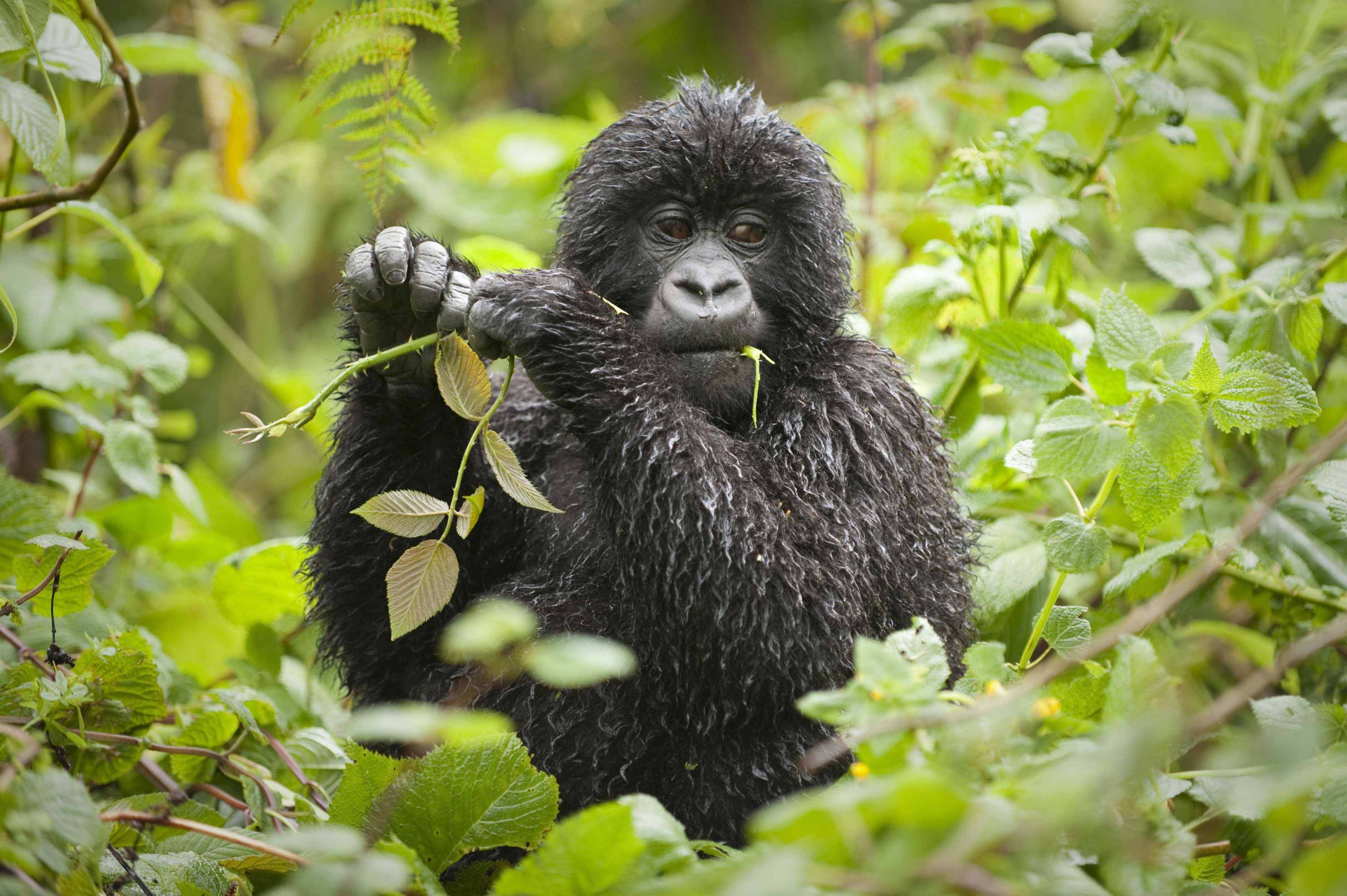 7-Day Rwanda Gorilla Tour and Wildlife Safari