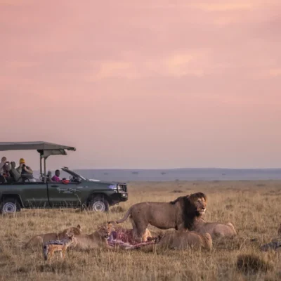 7-Day Tanzania Wildlife Wonders Experience Tour 7-Day Tanzania Wildlife Wonders Experience Tour