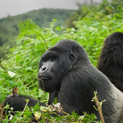 8 Days Rwanda Uganda Primates Safari 8 Days Rwanda Uganda Primates Safari