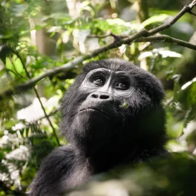 8 Days Uganda Big Five & Gorilla Trekking Safari 8 Days Uganda Big Five & Gorilla Trekking Safari