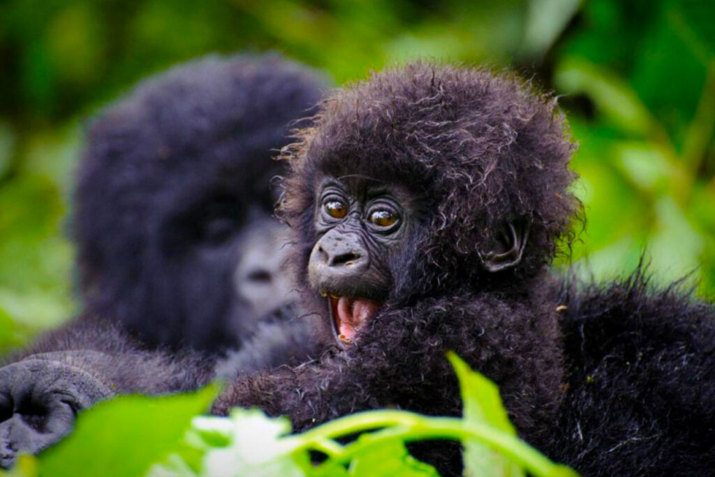 Baby gorilla in Uganda Bwindi