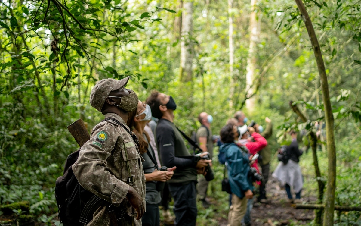 Chimpanzee Tracking Kibale
