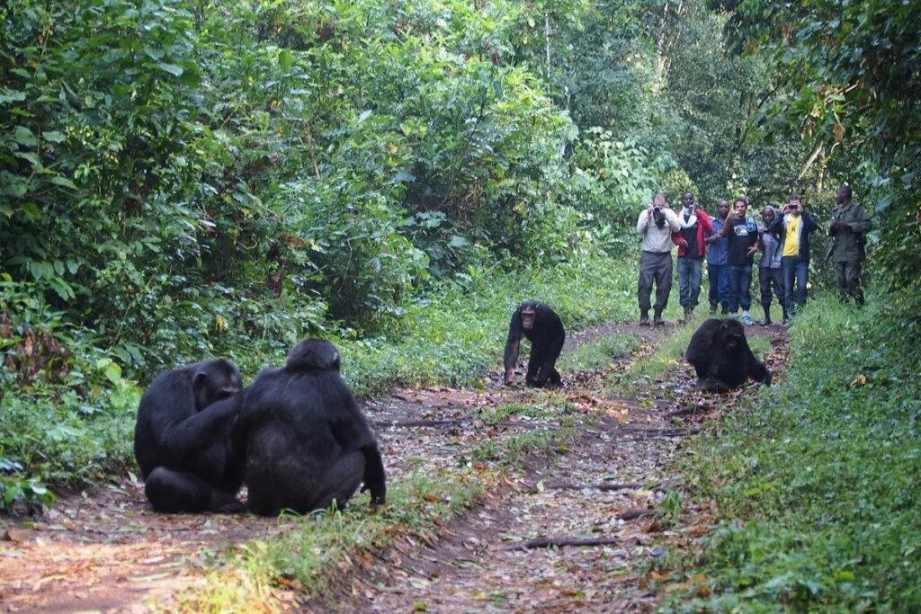Chimpanzee Trekking Experience in Kibale Forest