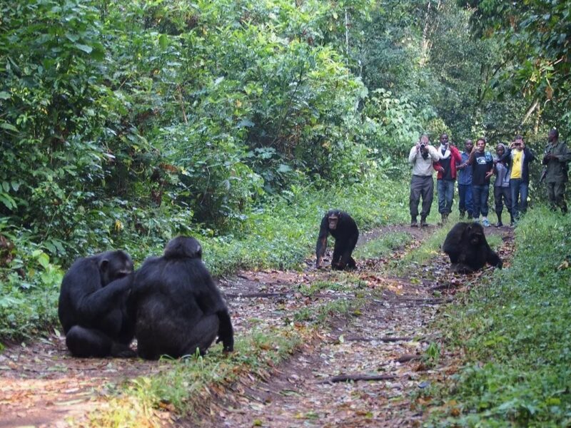 Chimpanzee Trekking Experience in Kibale Forest