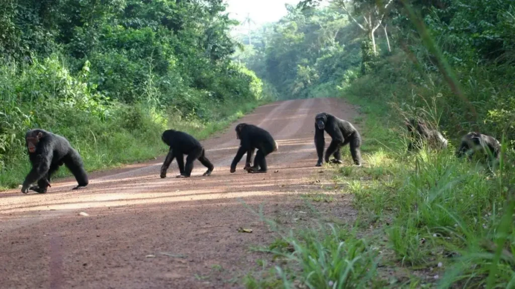 Chimpanzee trekking Uganda