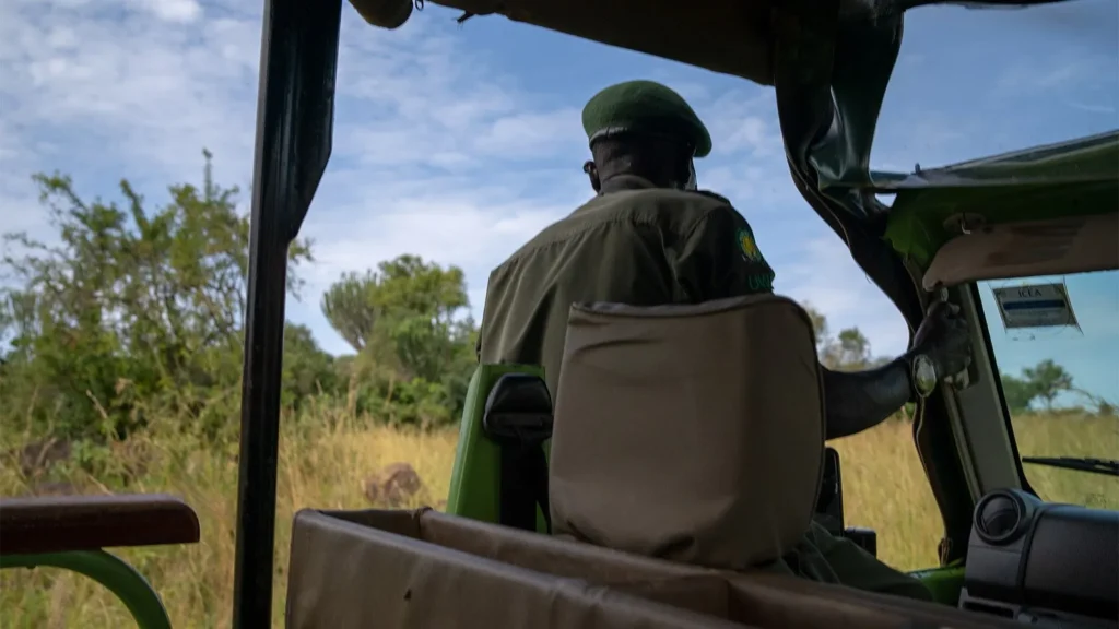 Combine-Uganda-and-Rwanda-safari