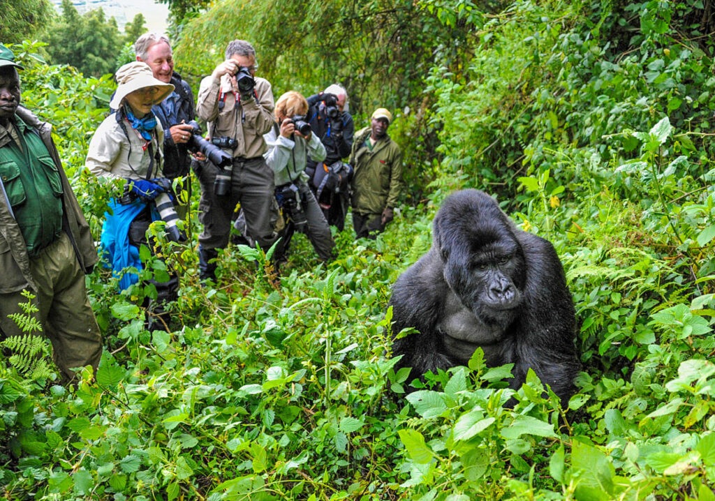 Gorilla Trekking Adventure Rwanda
