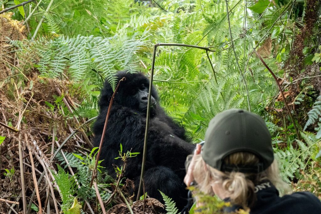 Gorilla Trekking Tour East Africa