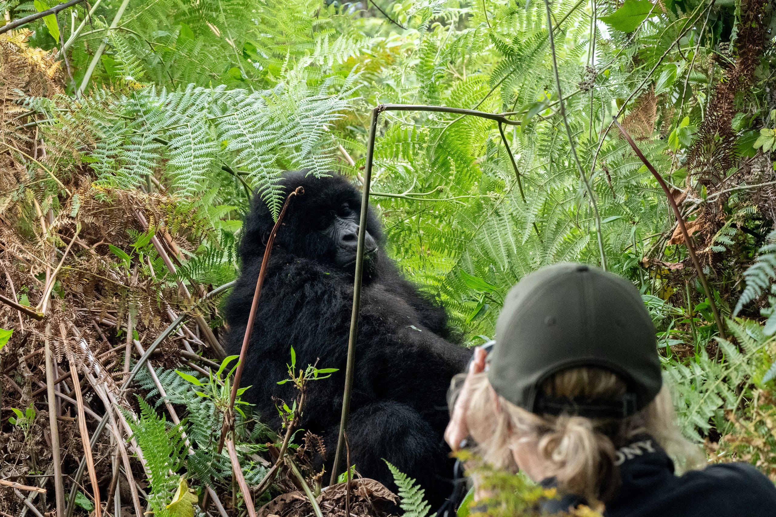 Gorilla Trekking Tour East Africa