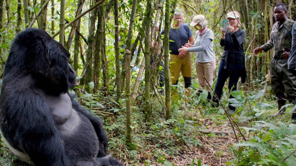Gorilla Trekking Tour in Uganda