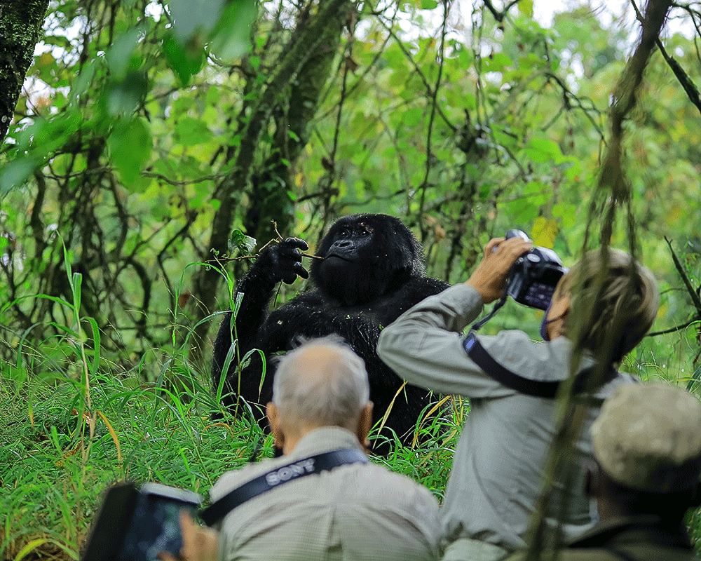Gorilla Trekking Tours