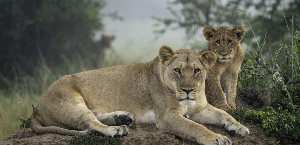 Lioness and Cub Wilderness Magashi Camp Rwanda Yellow Zebra Safaris