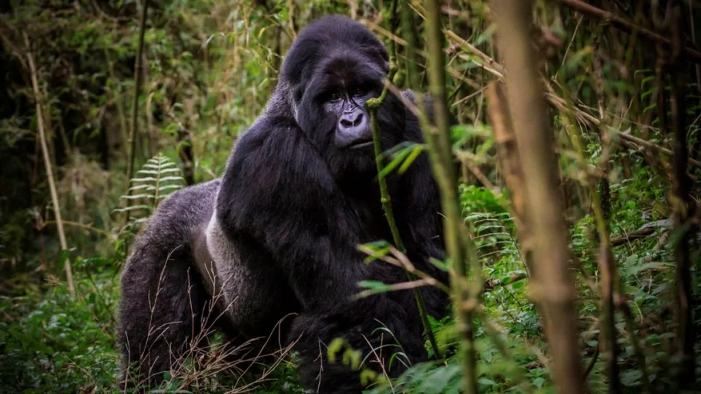 Luxury Gorilla Safari from Kigali