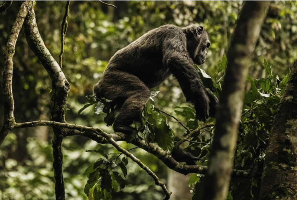 Nyungwe-Chimpanzee-Tracking-Rwanda-Safari