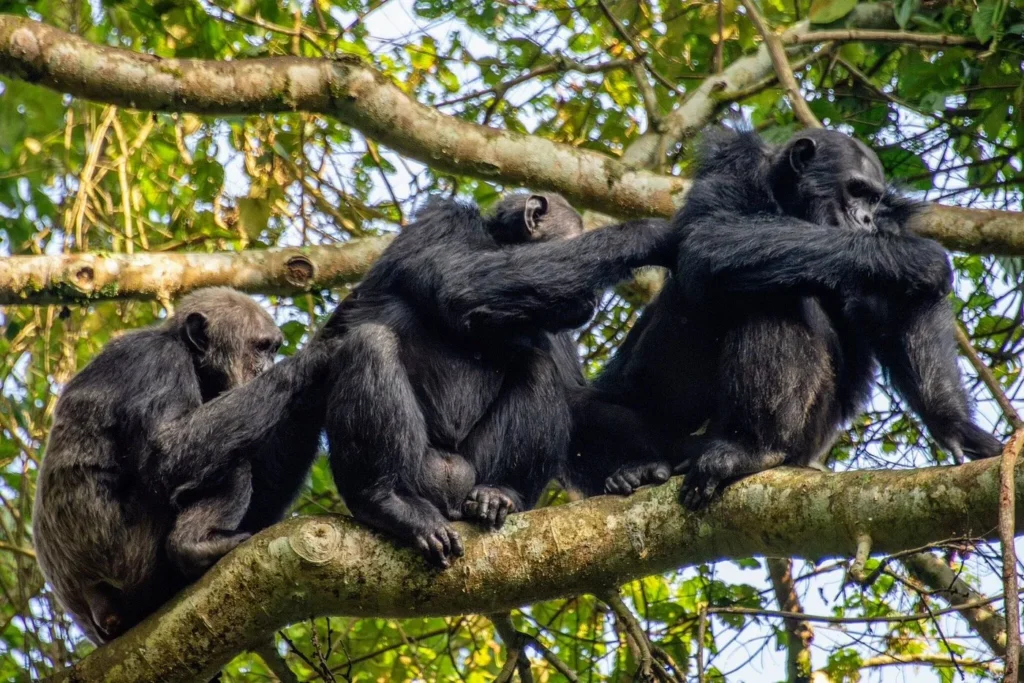 Nyungwe Chimpanzee Trekking