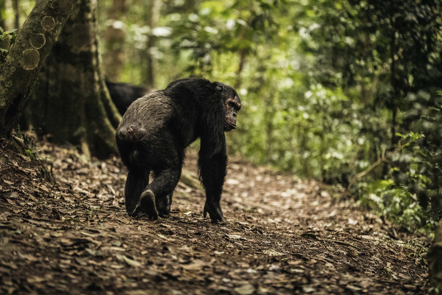 Nyungwe-Forest-Chimpanzee-Tour
