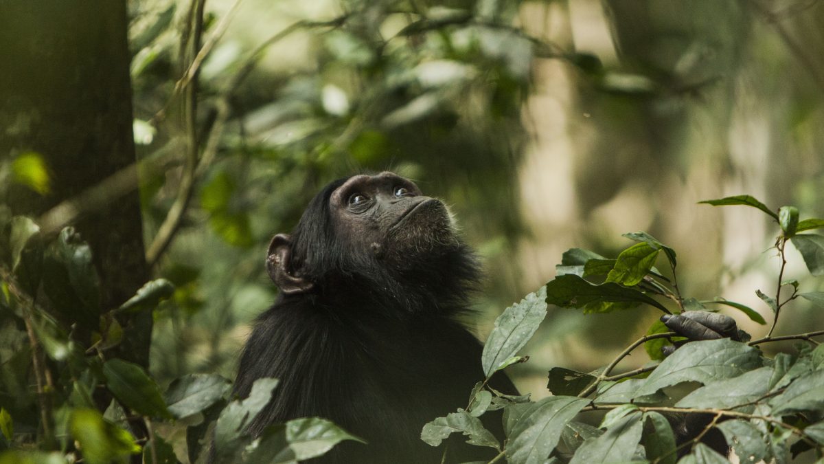 Primates Safari in Rwanda