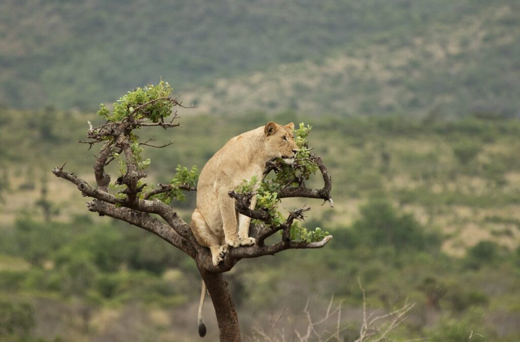 Rwanda Akagera Lion in Tree