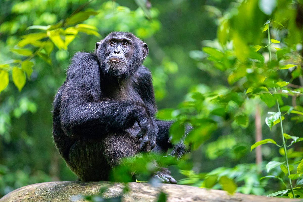 Rwanda Chimpanzee Safaris