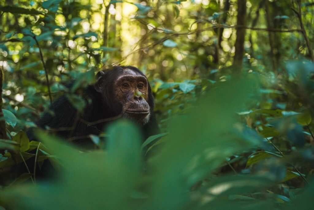 Rwanda Chimpanzee Tour