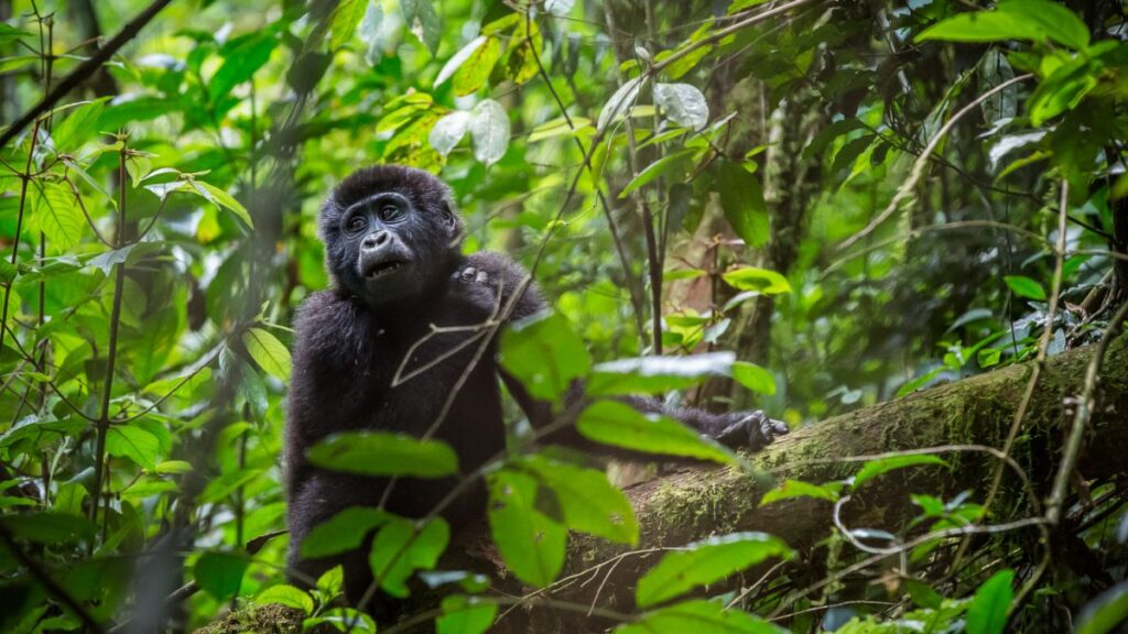 How Much Are the Permits of a Rwanda Gorilla Safaris?