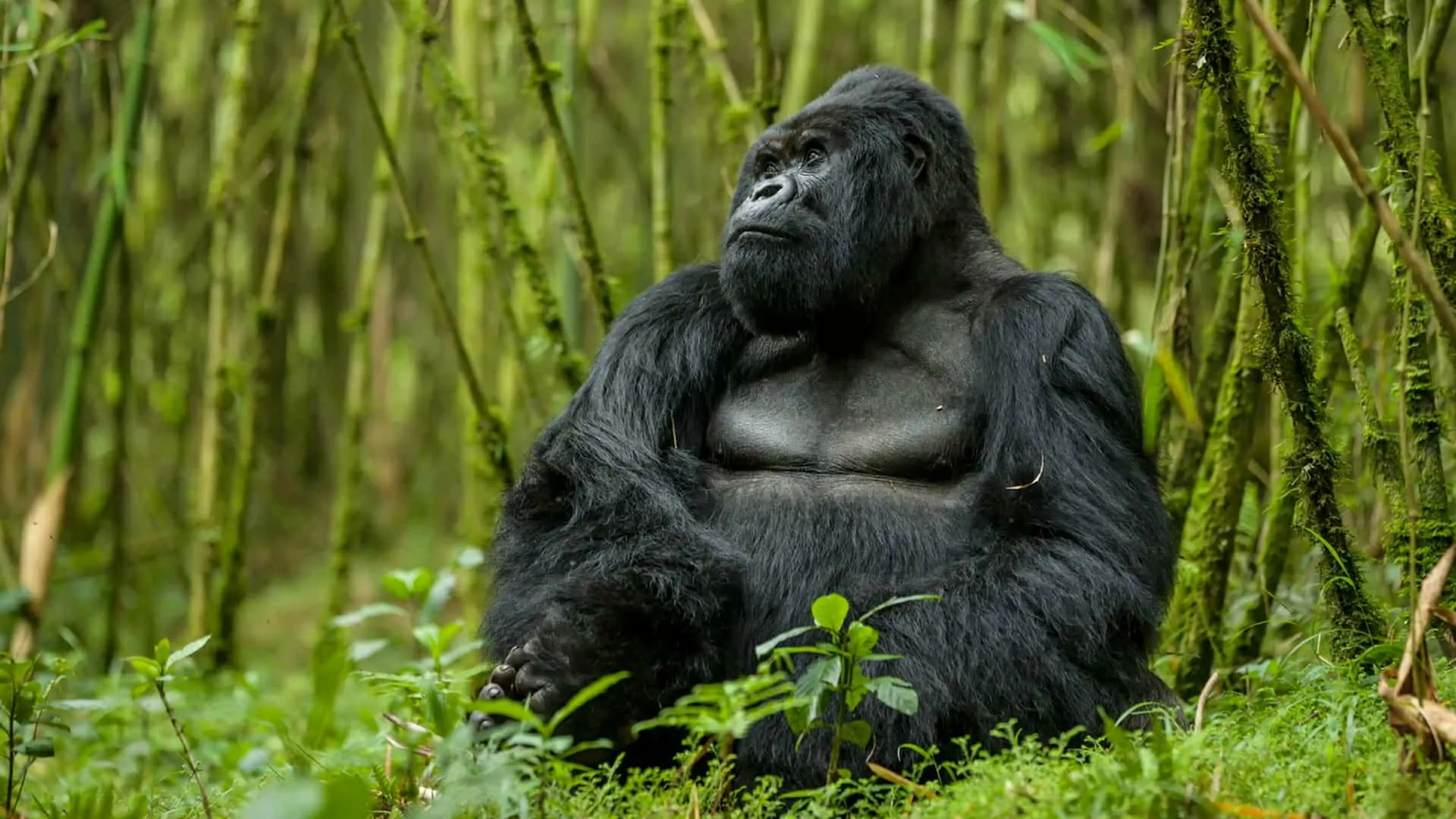 Rwanda Gorilla Safari