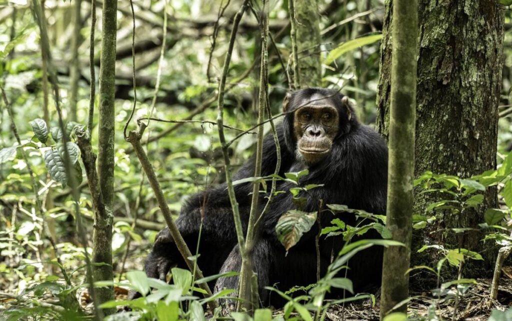 Rwanda Wildlife & Primates Safaris
